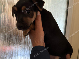 Last tan & black pup left