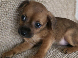 Chihuahua puppy