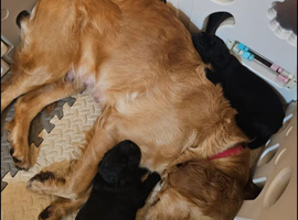 Golden Retriever &times; German Shepherd Puppies &ndash; 1 Boy & 1 Girl Available