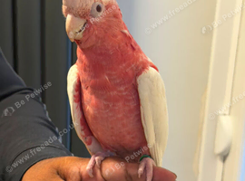 Baby handreard lutino galah cockatoo for sale or px