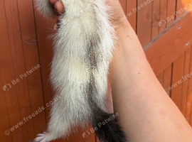Marked white angora ferret