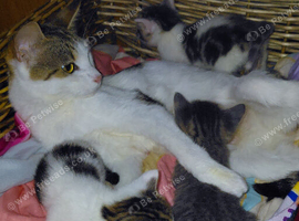 beautiful babies for sale