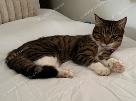 Female Cat