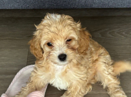 Beautiful F1 Cavapoochon Puppies &ndash; Ready for Their Forever Homes