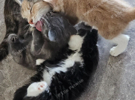 Maine coon bloodline kittens