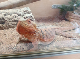 1 year old bearded dragon