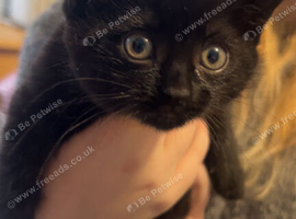 Black Tabby Kitten Female