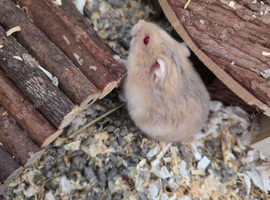 Russian dwarf hamster
