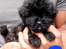 Tiniest Jackapooshih pups available