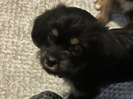 Shitzui/chihuahua