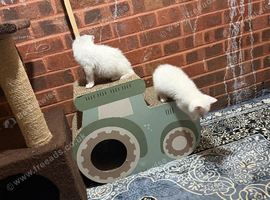 Cats