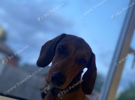 Miniature dachshund