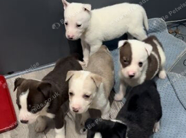 Stunning huski x American bull dog puppies