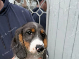 Amazing miniature dachshund puppies