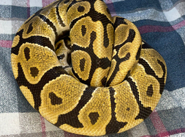 Spotnose het clown male rtb