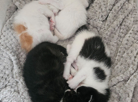 5 beautiful, friendly Ragdoll cross kittens