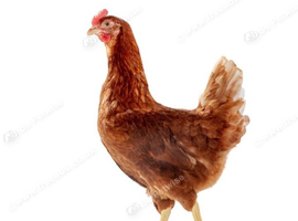 Brown laying hens