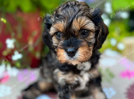 Quality True mini Cavapoo puppies in Eastleigh, Hampshire