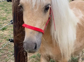 Beautiful Palomino And White Mini Shetland Gelding