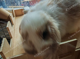 Pure Bred Mini Lops