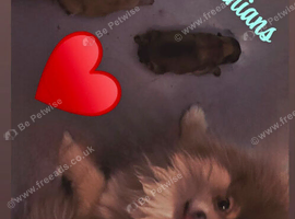 Kc pomeranion puppies
