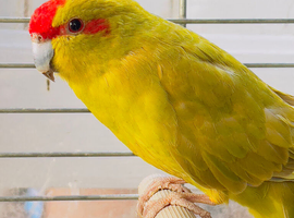 Beautiful Kakriki for sale