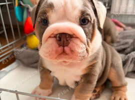 Amazing English Bulldog Puppies