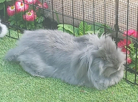 2 bonded indoor lop mix need new home