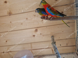 Neophema splendida parakeet