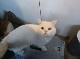 British shorthair champions bloodline