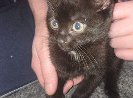 Kitten needs a home