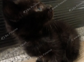 2 kittens looking for a forever home