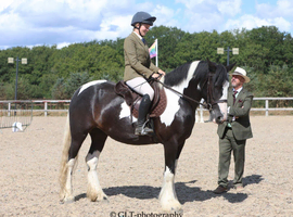 15.1/2H - Rising 5Yo - Piebald - Traditional Cob - Mare