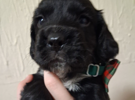 3 stunning kc registered puppies left