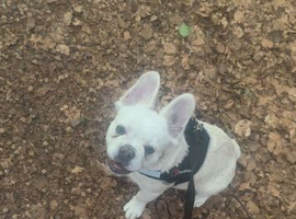 Fench bulldog new home needed asap