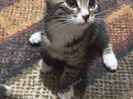 Kitten