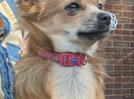 Beautiful little girl