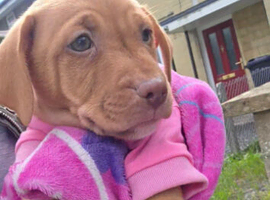 Beautiful boy needing new home