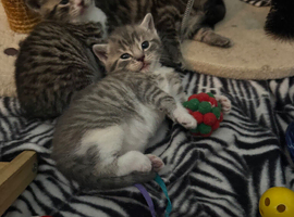 KITTENS FOR SALE!