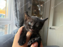 Beautiful boy kitten