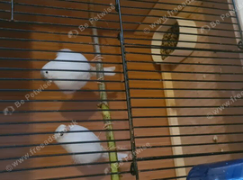 Harlequin canary pair