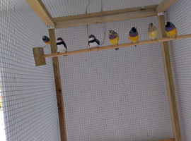 Gouldian finches & Fawn owl finches