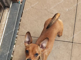 Beautiful female Jack Russel cross chihuahua
