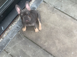 20 weeks old male French bulldog
