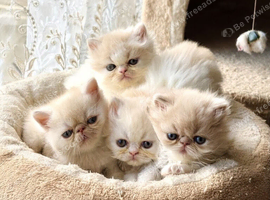 Stunning kittens