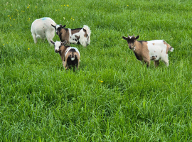 Pygmy goats looking for new homes