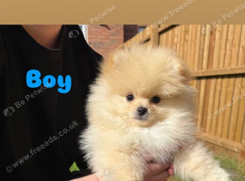 Beautiful Tiny Toy Pomeranian Puppies