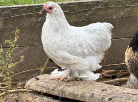 Lovely pekin girl for sale