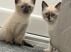 Male and female ragdoll crosses