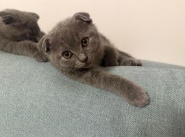 Beautiful Scottish Fold girls